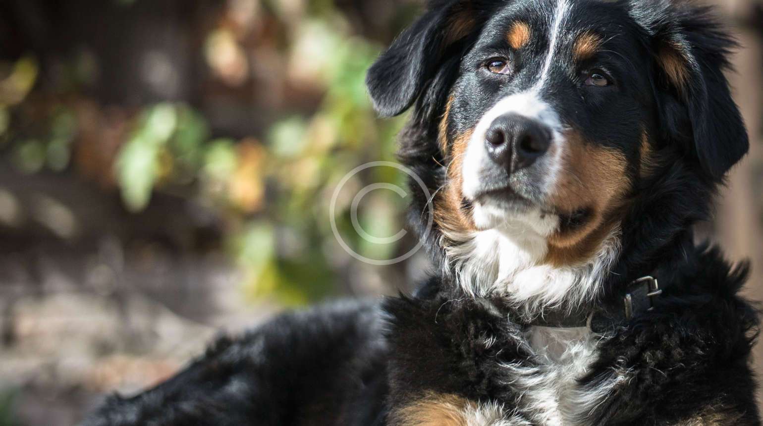 Evcil Hayvan Sahipleri İçin İlk Yardım İpuçları