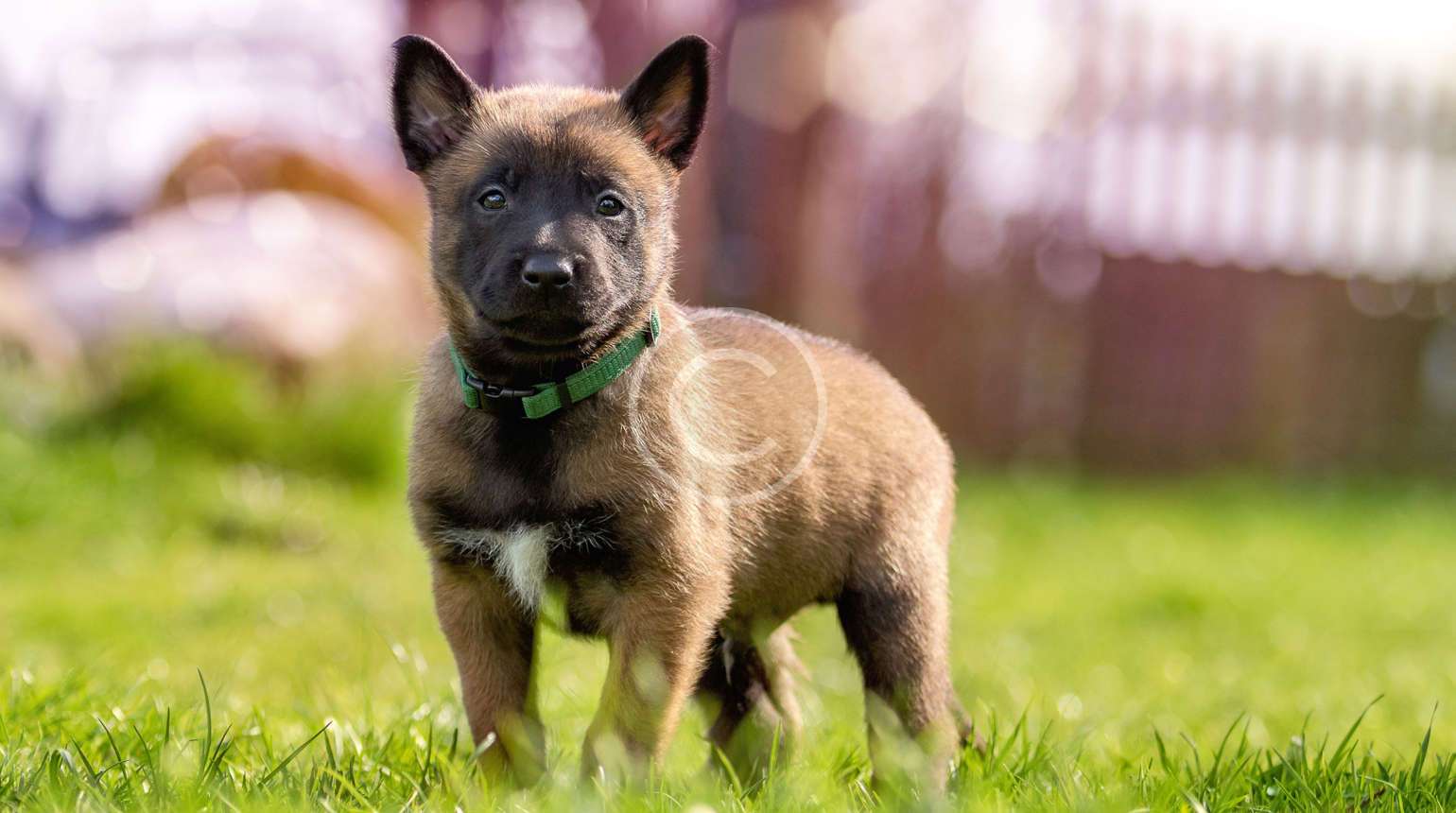 Ev Yapımı Köpek Maması Tarifleri