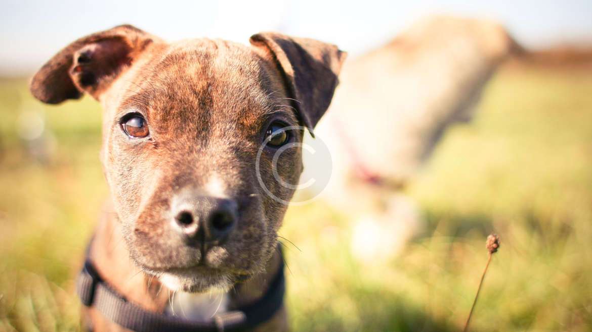 Köpek Patileri neden sıcaktır ve Neden Soğuk Ayakları Olmaz