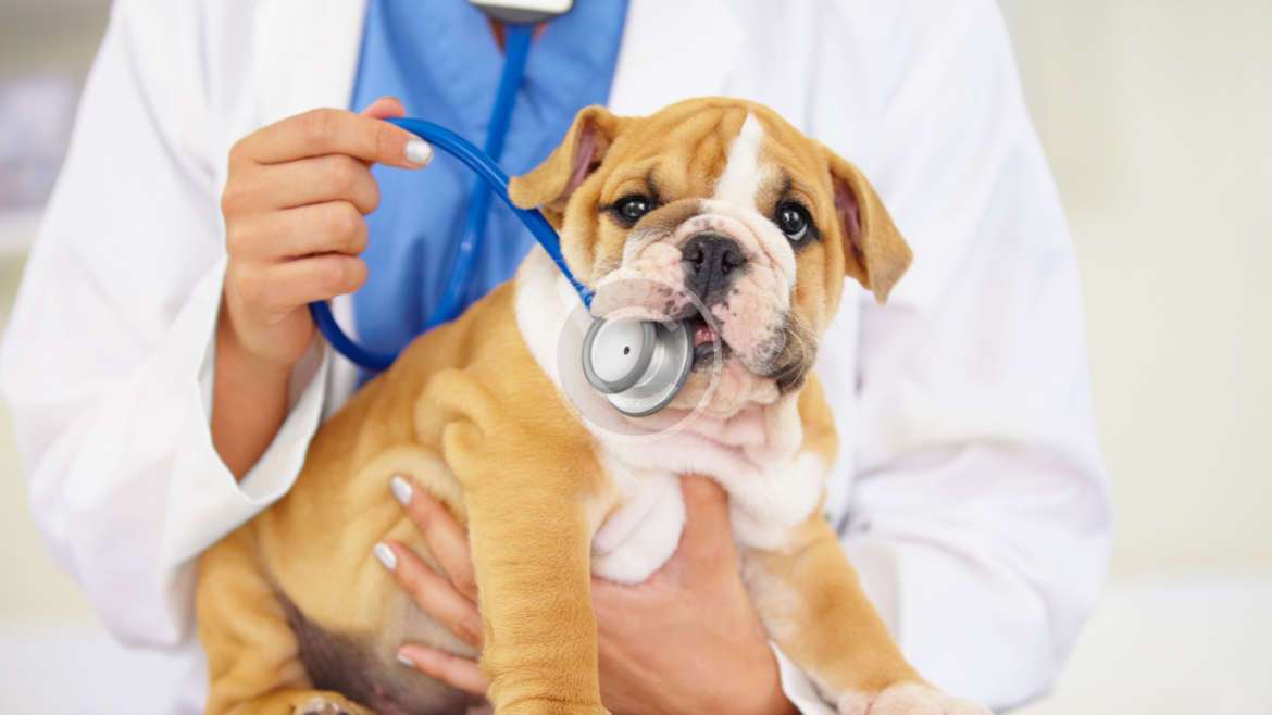 Köpek Sahiplerinin Kaçınması Gereken 7 Yaz düzenlemesi