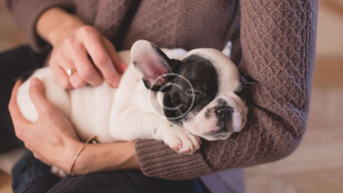 Köpek genleri insan beyin tümörleri hakkında fikir veriyor