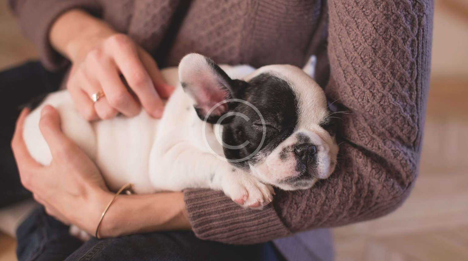 Köpek genleri insan beyin tümörleri hakkında fikir veriyor