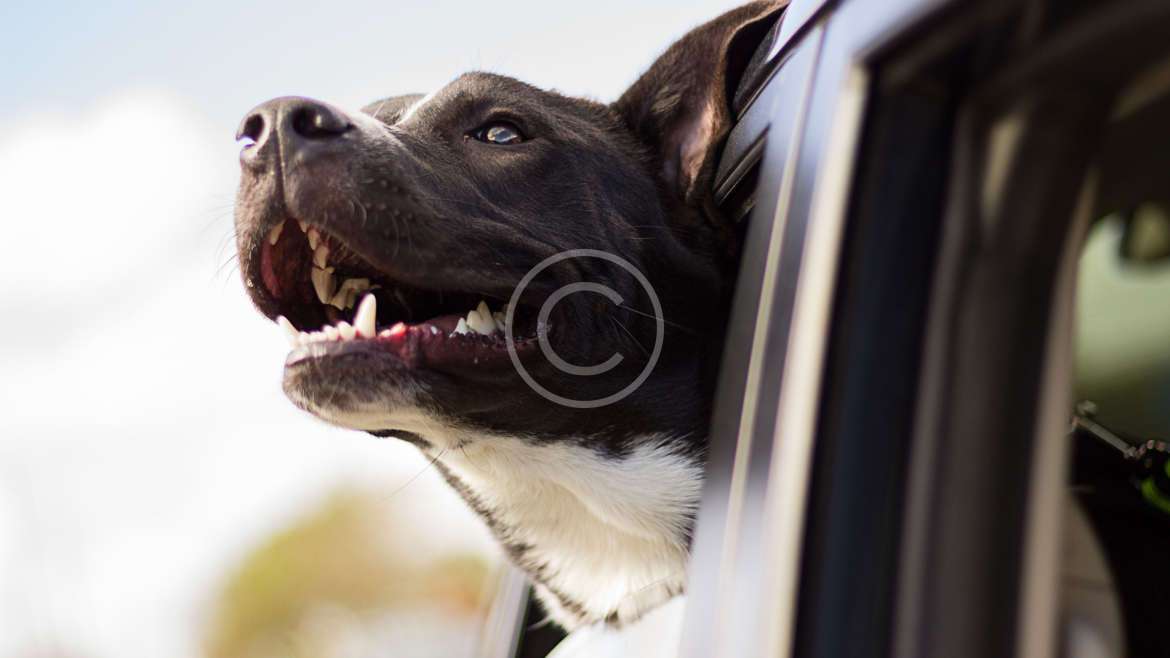 Köpek tasmaları hakkında bilgiler