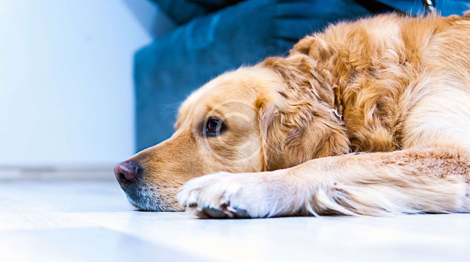 Labrador Retriever’lar neden yemeği bu kadar çok sever?